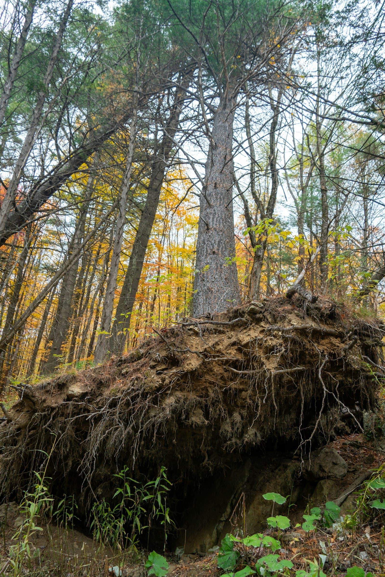 Umgestürzter Baum mit freigelegtem Wurzelteller im Herbstwald