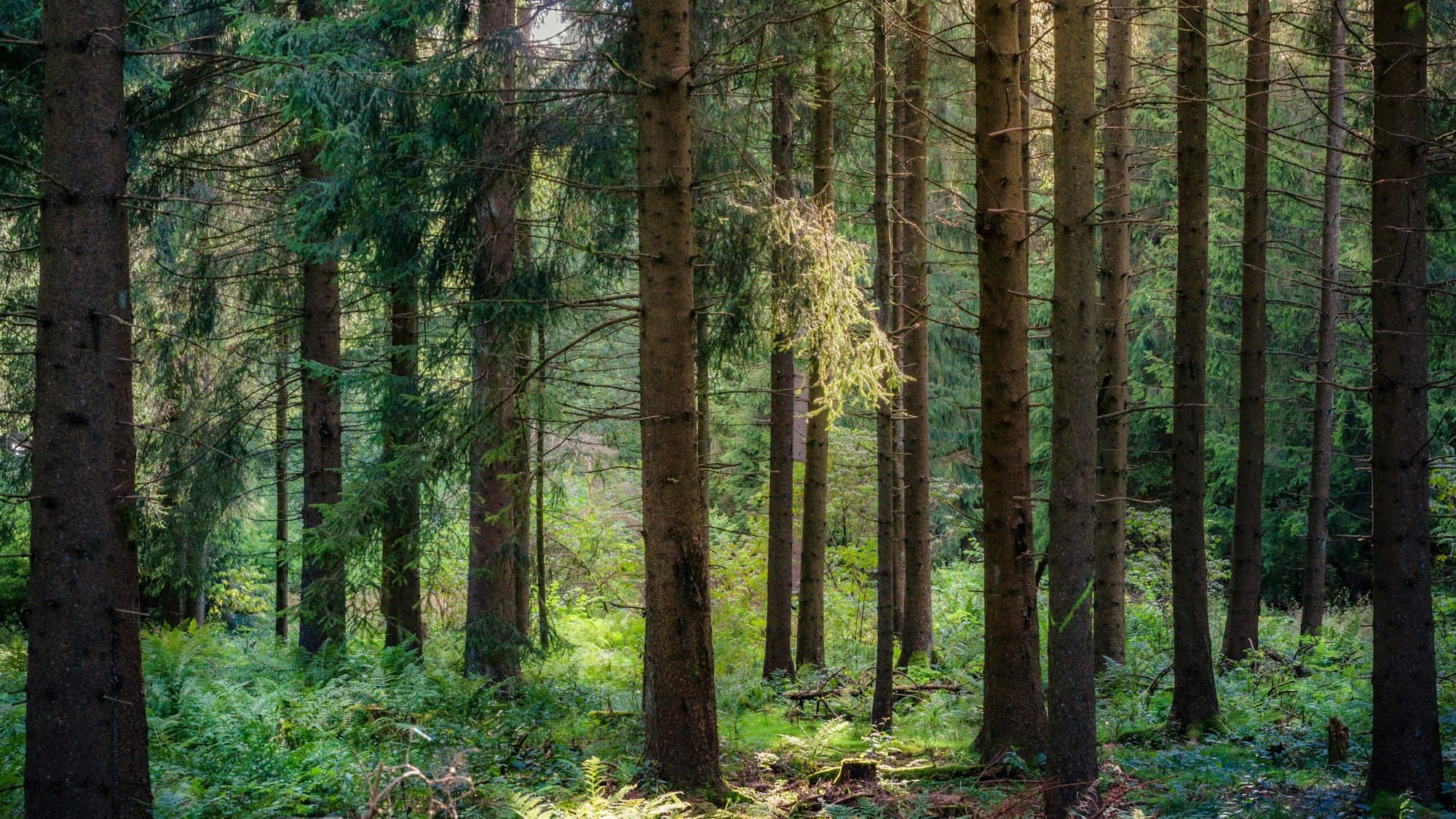 Dichter deutscher Mischwald im Morgenlicht