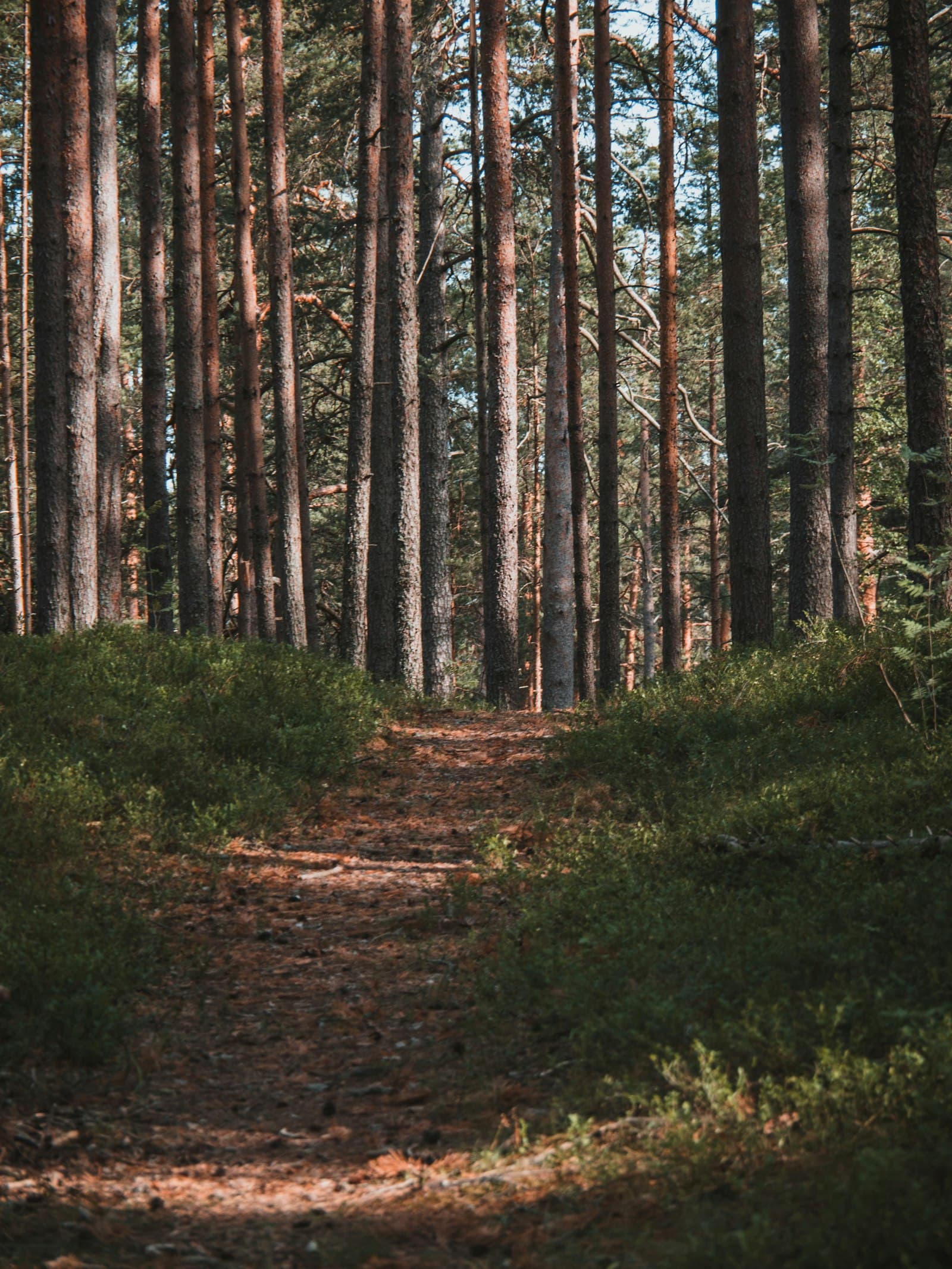 Pfad mitten durch dichten Wald