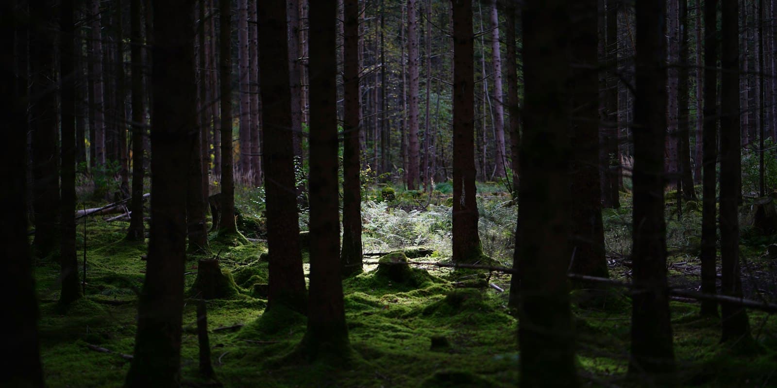 Moosbewachsener, gepflegter Mischwald