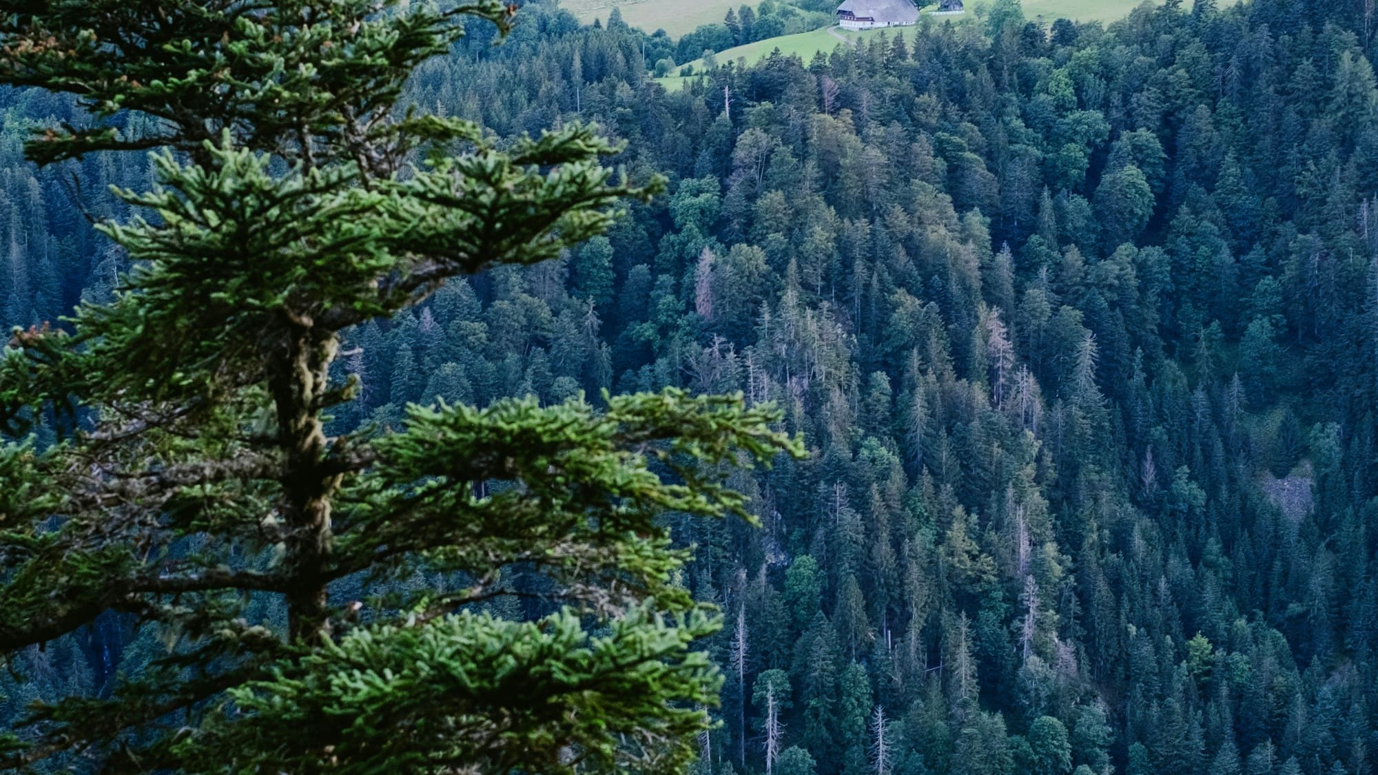 Bewaldetes Tal in Mittelgebirgslandschaft