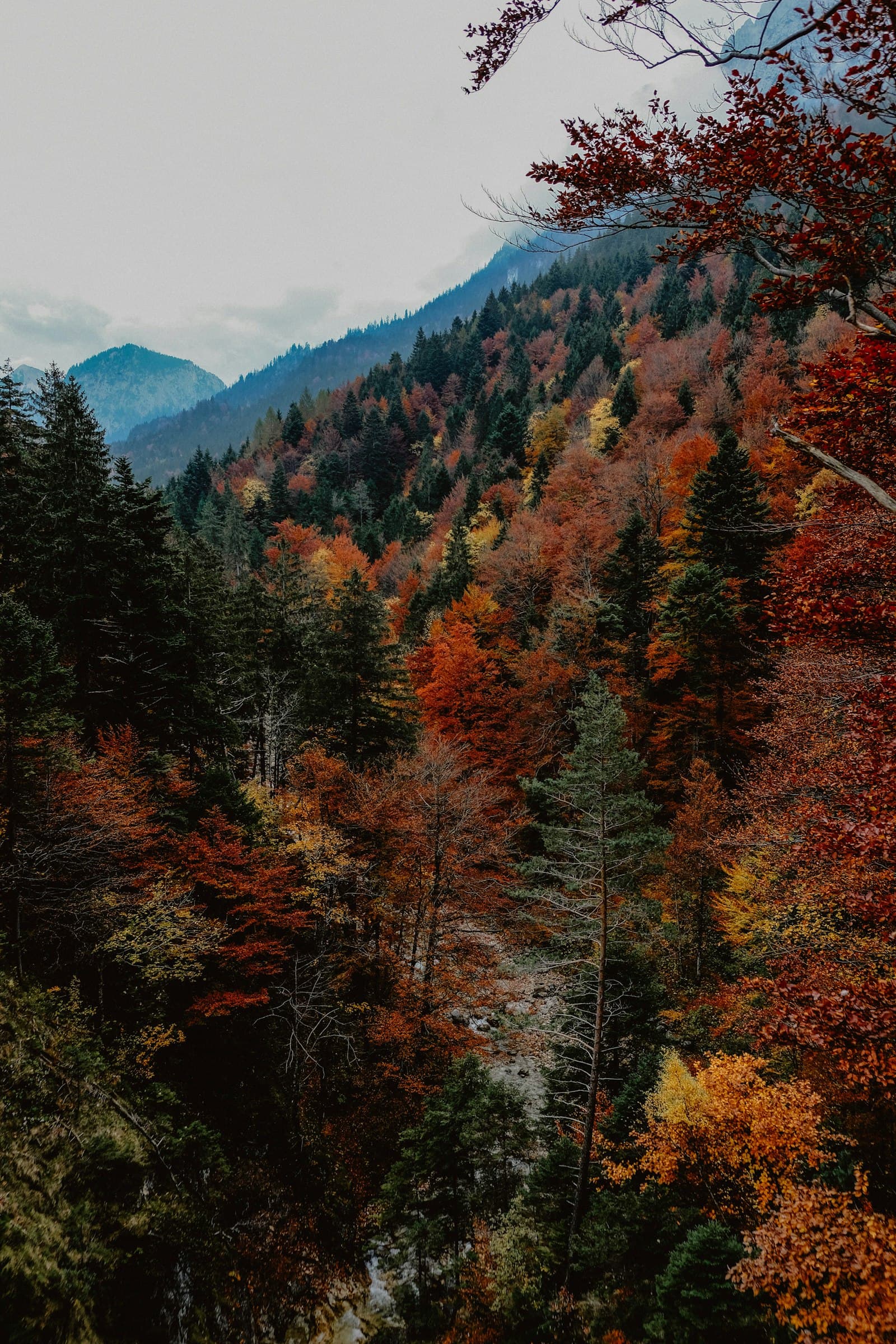 Wald in herbstlichen Farben